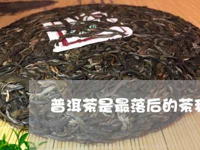 普洱茶是最落后的茶种/2023062452603