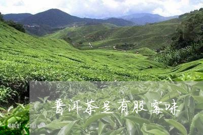 普洱茶是有股霉味/2023083043716