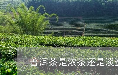 普洱茶是浓茶还是淡查/2023092996283