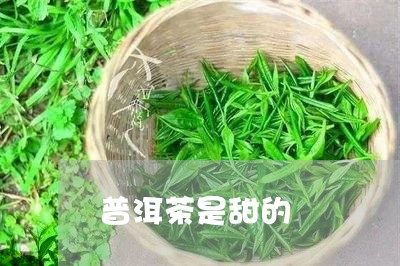 普洱茶是甜的/2023042961486