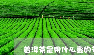 普洱茶是用什么裹的茶/2023121722947