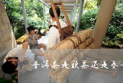 普洱茶是秋茶还是春华好/2023120742138