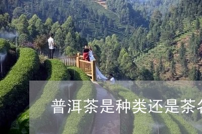 普洱茶是种类还是茶名/2023062897460