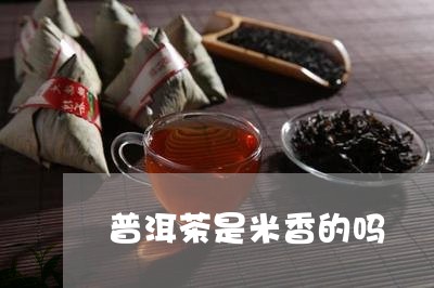 普洱茶是米香的吗/2023102647169