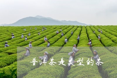 普洱茶是类型的茶/2023120499572