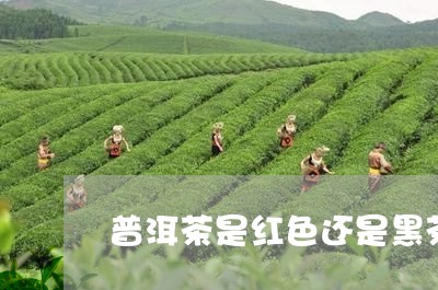 普洱茶是红色还是黑茶/2023080305845