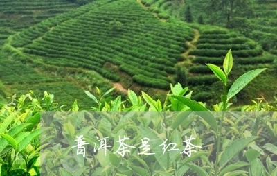 普洱茶是红茶/2023042924422