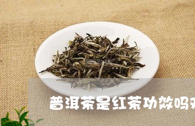 普洱茶是红茶功效吗对吗/2023112845948