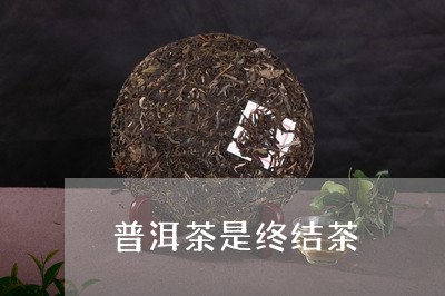 普洱茶是终结茶/2023101615946