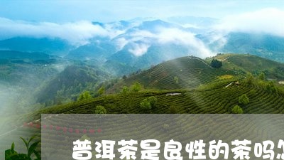 普洱茶是良性的茶吗怎么喝/2023121799260