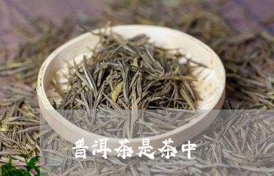 普洱茶是茶中/2023042882452