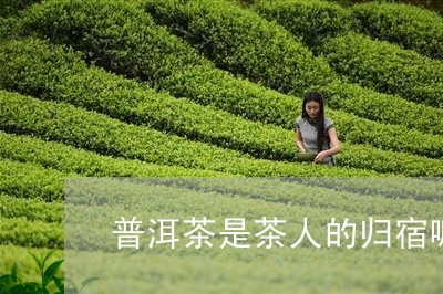 普洱茶是茶人的归宿嘛对吗/2023083008383