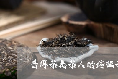 普洱茶是茶人的终极茶/2023100740373