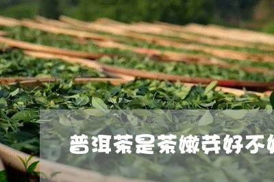 普洱茶是茶嫩芽好不好/2023073135027