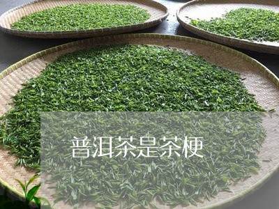 普洱茶是茶梗/2023081810704