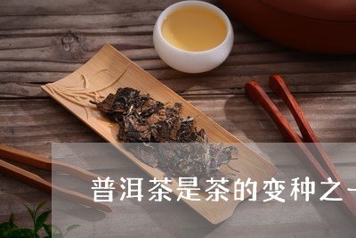 普洱茶是茶的变种之一吗/2023120784148