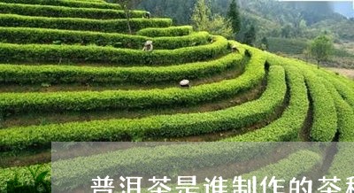 普洱茶是谁制作的茶种/2023110648379