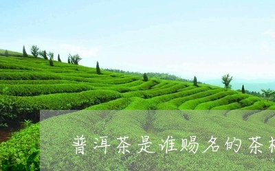 普洱茶是谁赐名的茶树/2023120663057