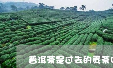 普洱茶是过去的贡茶吗/2023062429382