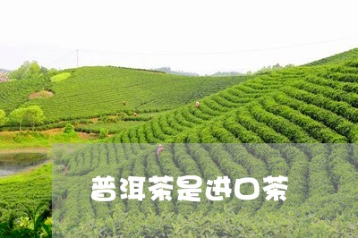 普洱茶是进口茶/2023110616480