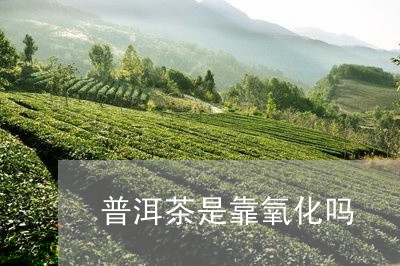 普洱茶是靠氧化吗/2023081635035