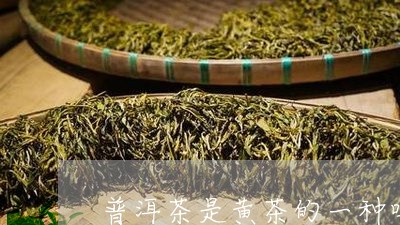 普洱茶是黄茶的一种吗/2023061979403