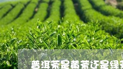 普洱茶是黄茶还是绿茶/2023080340604