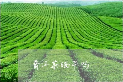 普洱茶晒干吗/2023042703452