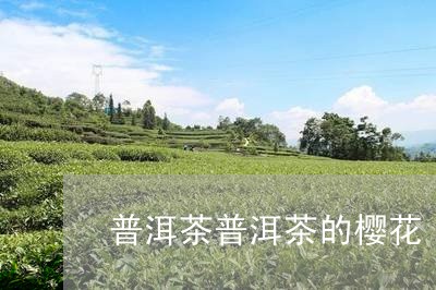 普洱茶普洱茶的樱花/2023091536262