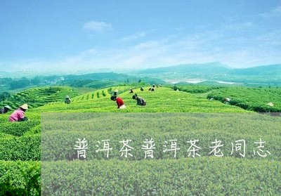 普洱茶普洱茶老同志/2023091598370