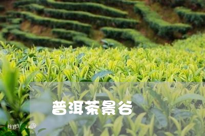 普洱茶景谷/2023090538170