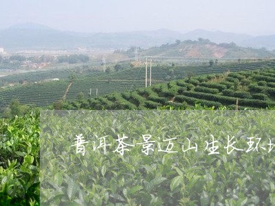 普洱茶景迈山生长环境/2023062163947