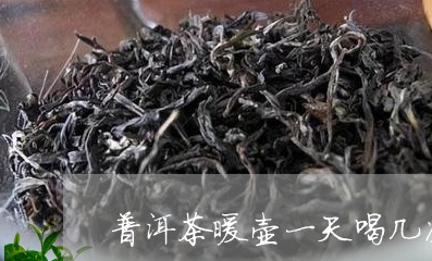 普洱茶暖壶一天喝几次/2023092926148