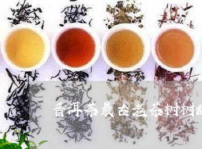 普洱茶最古老茶树树龄/2023100635039