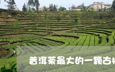 普洱茶最大的一颗古树/2023092696260