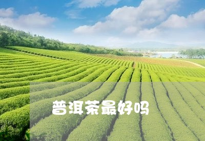 普洱茶最好吗/2023042677771