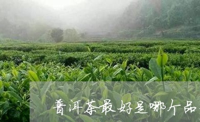 普洱茶最好是哪个品牌的茶/2023110230793