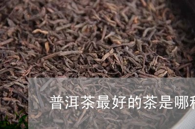 普洱茶最好的茶是哪种/2023100703835