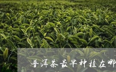 普洱茶最早种植在哪里/2023061343836