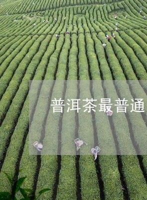 普洱茶最普通的多少钱/2023092616593