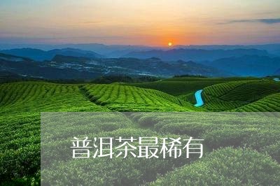 普洱茶最稀有/2023102597480