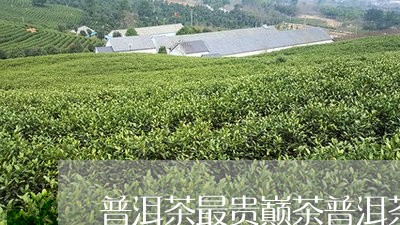 普洱茶最贵巅茶普洱茶最新价格/2023053052626