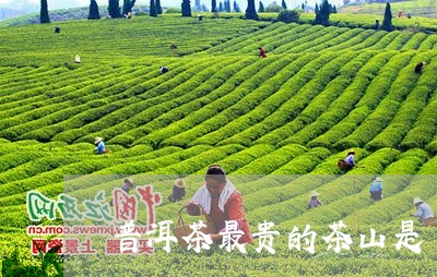 普洱茶最贵的茶山是/2023110755249