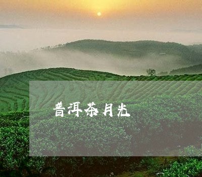 普洱茶月光/2023090543917