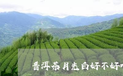 普洱茶月光白好不好喝/2023092782915