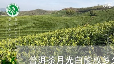 普洱茶月光白能放多久/2023092899491