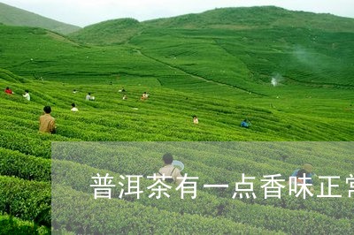 普洱茶有一点香味正常吗/2023102527392