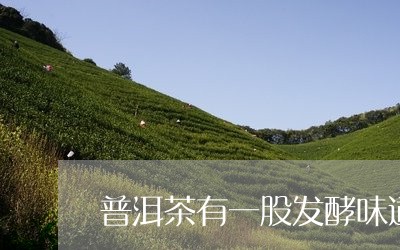 普洱茶有一股发酵味道/2023062984068