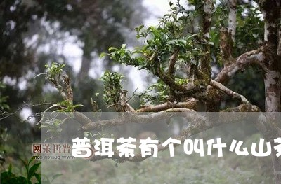 普洱茶有个叫什么山茶的牌子/2023121771593