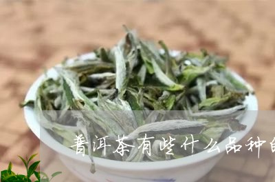 普洱茶有些什么品种的茶/2023082483826